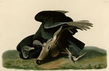 John James Audubon : Black vulture or carrion crow